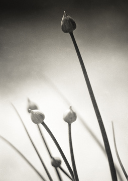 darling buds