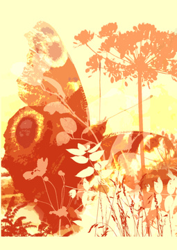 Butterfly love 1