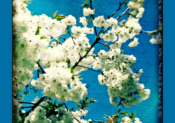 Blossom