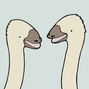 Ostriches