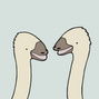 Ostriches