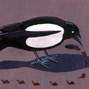 Magpie Counts