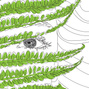  Fern