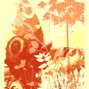 Butterfly love 1