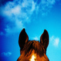 Ears