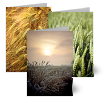 Fields of Joy, Greeting Cards