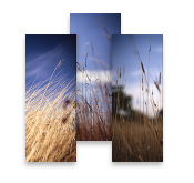 Summer Grasses