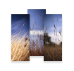 Summer Grasses