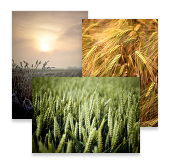 Fields of Joy, Postcards