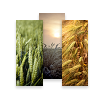 Fields of Joy, MiniCards
