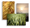 Fields of Joy, Business Cards