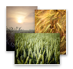 Fields of Joy, Postcards