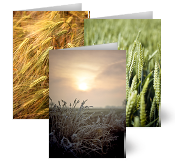 Fields of Joy, Greeting Cards