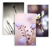 Natural Delight, Business Cards