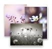 Natural Delight, Postcards