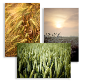 Fields of Joy, Business Cards