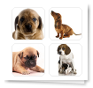 Puppies!