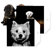 Puppies!