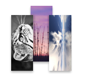 Paul Cooklin Photography MiniCards