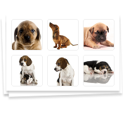 Puppies!