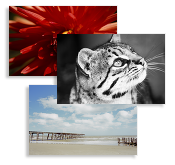 Paul Cooklin Photography Business...