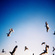 Flocking
