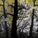 Owls and Trees