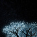 Fireflies on Blueberry Blossom Trees