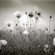 poppies