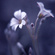 cowslip