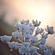 cow parsley