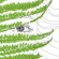  Fern