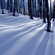 Collingwood Trees
