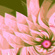 Flower 7003