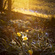 winter daffodils