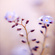 forgetmenot 2