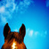 Ears