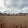 scan_420.jpg