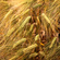 wheat