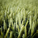 wheat 2