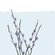 Pussy Willow