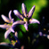Purple lensbaby