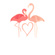 pink flamingoes 