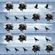 crow pattern blue