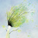 spring wind 03b