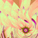 Flower 24