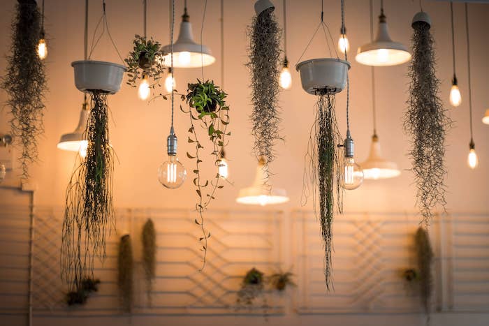 Ceiling lights and plants
