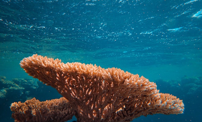 फ्रांसेस्को उंगारो द्वारा पानी के नीचे मूंगा की तस्वीर