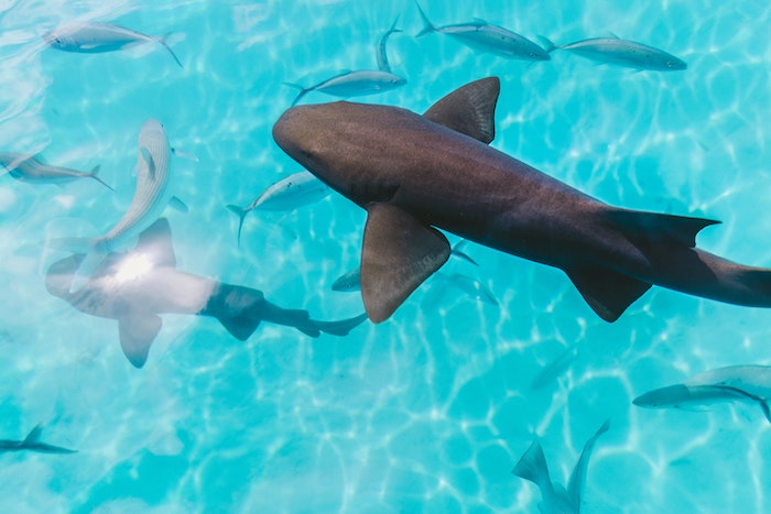 Foto de tubarões no Tahiti por Jakob Owens