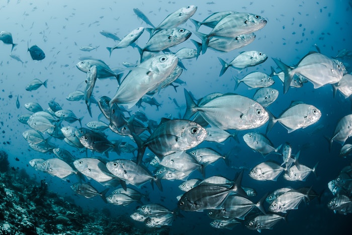सेबस्टियन पेना लम्बारी द्वारा मछली की तस्वीर